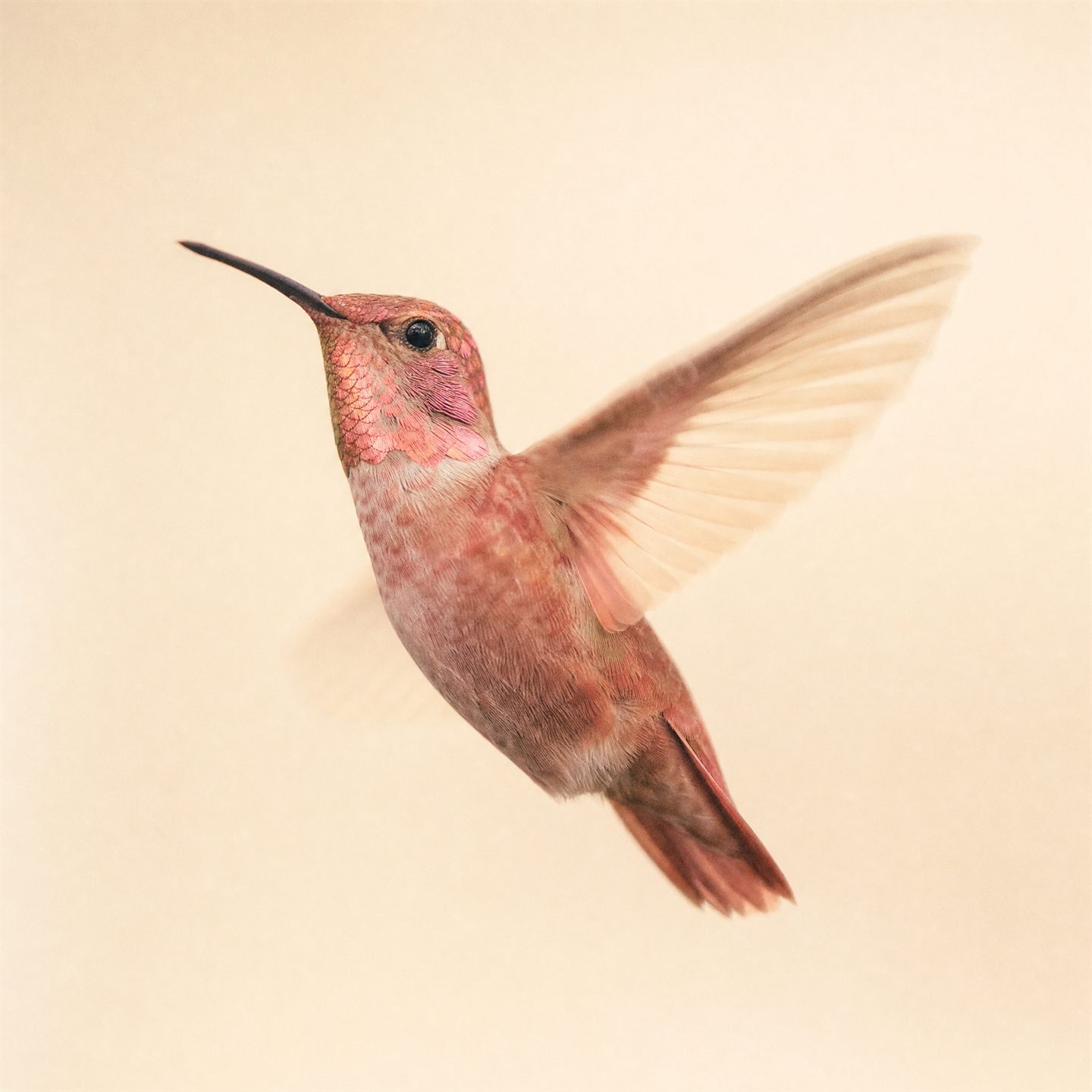 Colibrì — Social Media